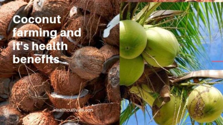 Coconut farming and Its Benefits