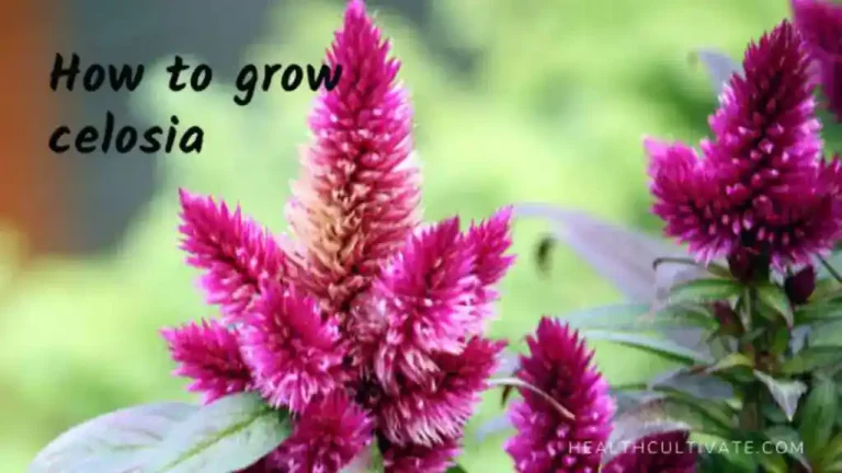 How to Grow Celosia Plant? Complete Planting and Care