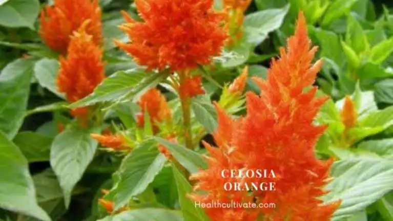 Varieties of Celosia Flowers