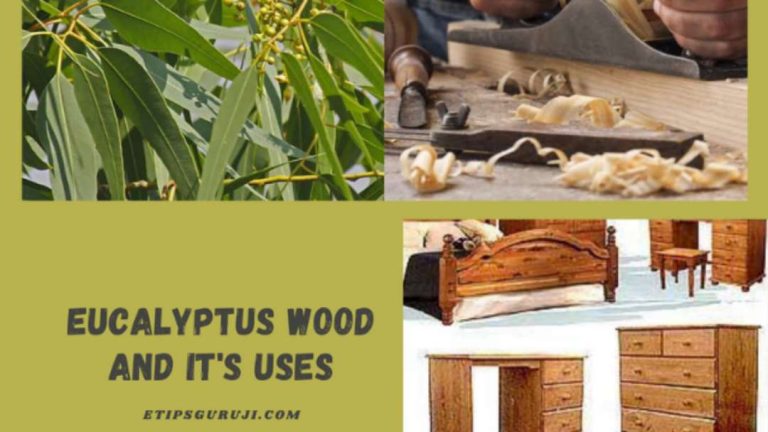 Eucalyptus Wood – A Multipurpose Wood at Affordable Price