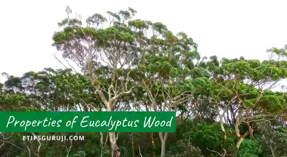 Properties of Eucalyptus Wood