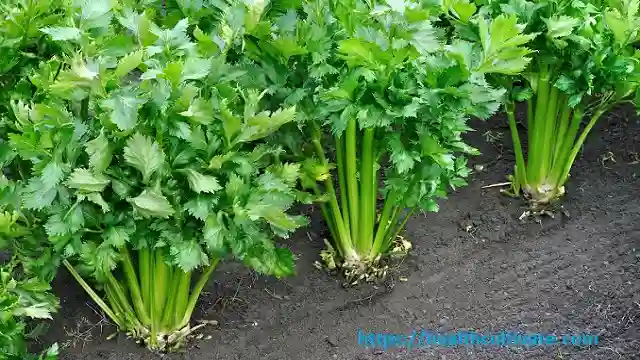 What does Celery Look Like in garden