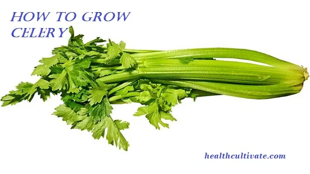 How To Plant and Grow Celery at Home | Important Tips