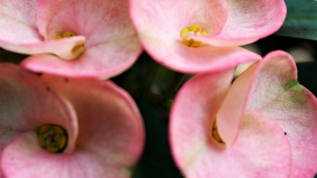Pink Euphorbia rigida
